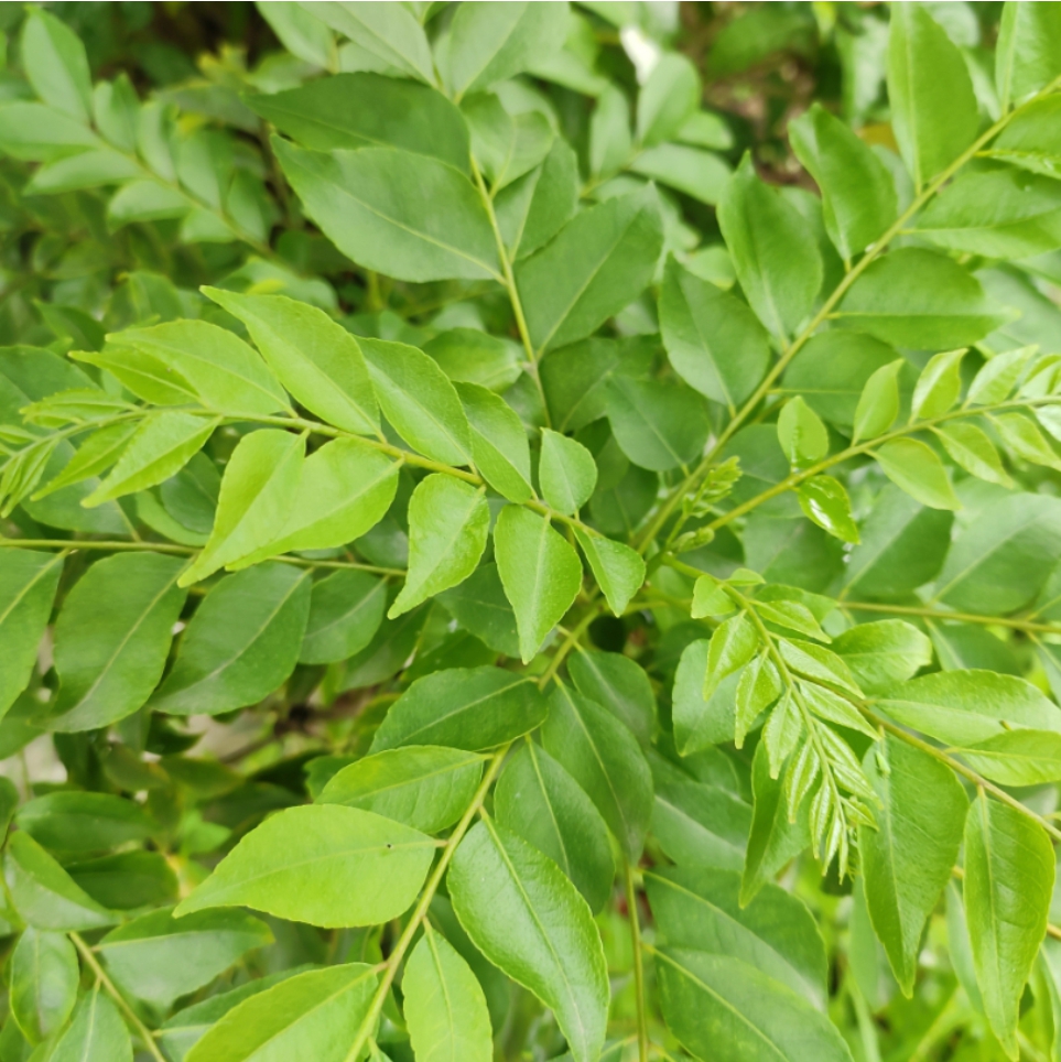 Curry Leaf Extract In District of Columbia