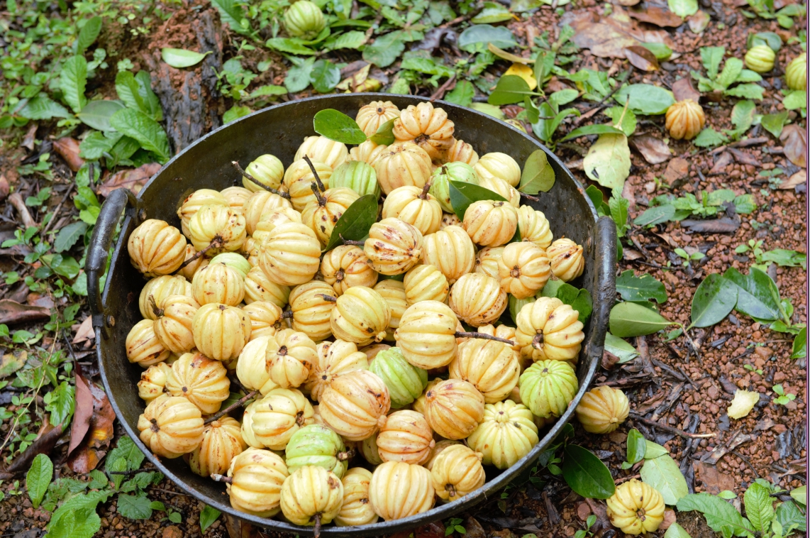 Garcinia  Extract In North Dakota