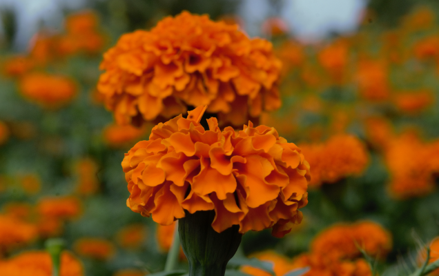 Lutein In New Mexico