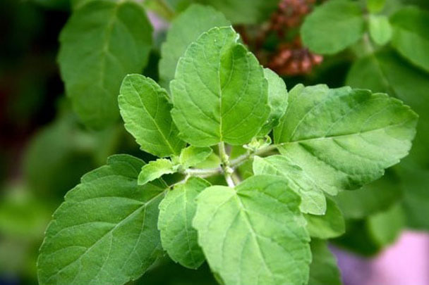 Tulsi Extract In District of Columbia