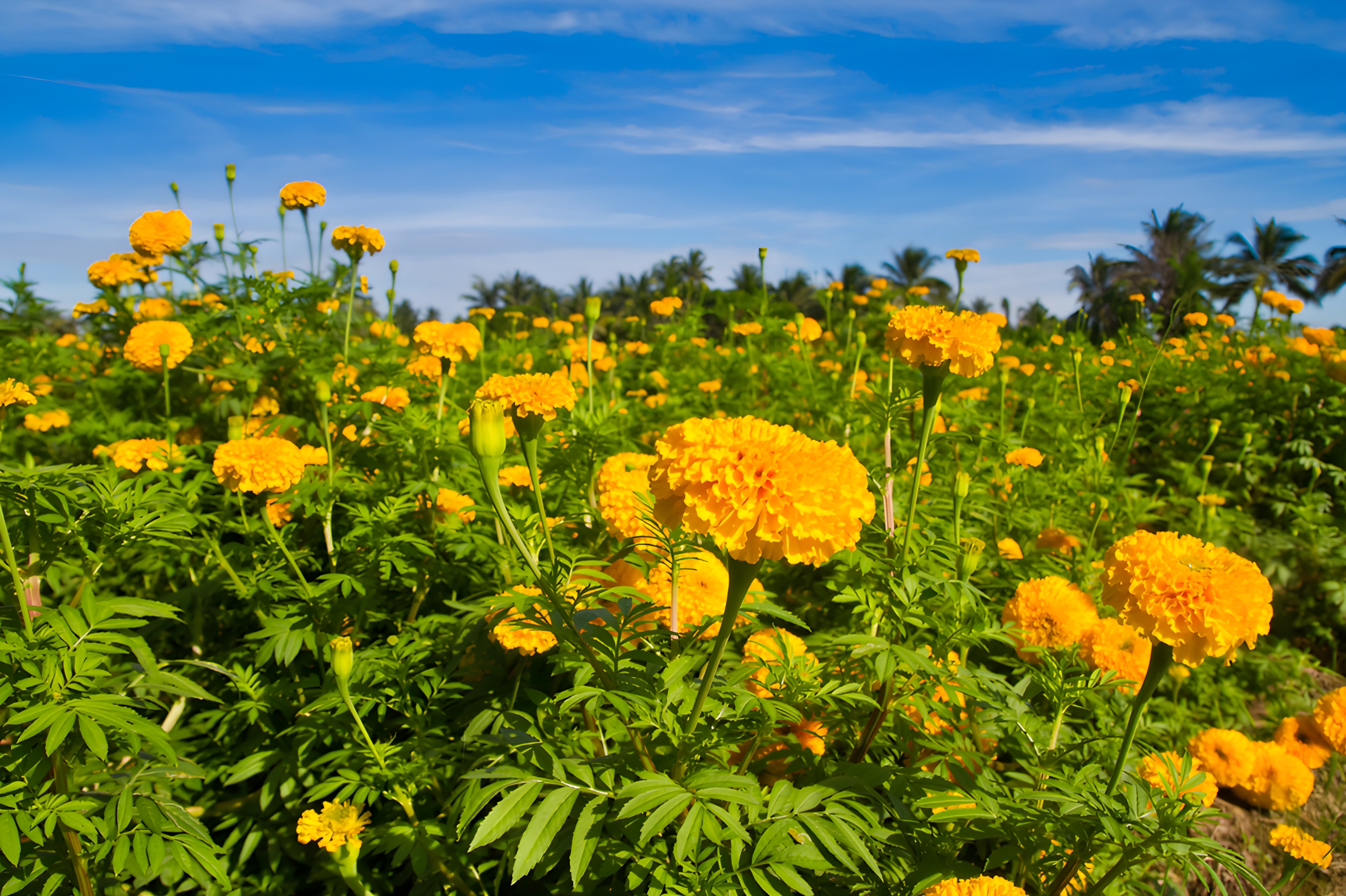 Zeaxanthin